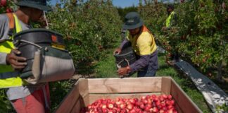 SE NECESITAN 4 TRABAJADORES/AS AGRÍCOLAS PARA COSECHA DE MANZANAS (NO REQUIERE EXPERIENCIA), SE CAPACITARÁ. PAGO $17.20 POR HORA Agrícolas en Canadá Cosecha de Manzanas en Canadá Empleo sin experiencia en Canadá empleo en Ontario Apple Harvest in Canada Jobs without experience in Canada