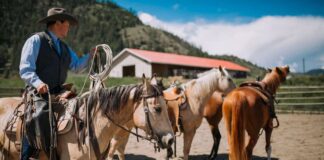 SE SOLICITA AYUDANTE PARA GRANJA DE CABALLOS (HOMBRE O MUJER), TURNO DE MAÑANA. 36 HORAS SEMANALES, BUEN PAGO POR HORA Ayudante Para Granja de Caballos Preparador de Caballos Empleo en Williston Empleo en Florida empleado para granja en Estados Unidos Horse Farm Helper Horse Trainer in USA