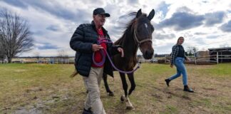 SE SOLICITA AYUDANTE PARA GRANJA DE CABALLOS (CON O SIN EXPERIENCIA), PAGO ENTRE $18.00 A $20.00 POR HORA Ayudante Para Granja de Caballos en Canadá Empleo en Ontario Empleo sin experiencia en Canadá Horse Farm Helper in Canada Jobs in Ontario Jobs without experience in Canada