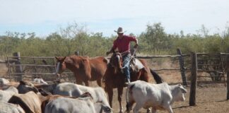 SE SOLICITA EMPLEADO/GUARDES PARA FINCA AGRÍCOLA Y GANADERA (CON O SIN EXPERIENCIA), CONTRATO INDEFINIDO. SALARIO DESDE 1.323 €/MES + VIVIENDA Empleado Guardes Para Finca Agrícola y Ganadera en España empleo de peón en España Guardeses en España Guard Employee for Agricultural and Livestock Farm in Spain Guardeses in Spain