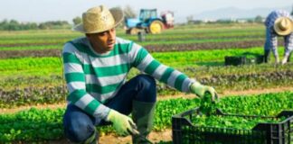 SE NECESITAN 16 PEONES/AS AGRÍCOLAS (CON O SIN EXPERIENCIA), SE CAPACITARÁ. CONTRATO PERMANENTE, PAGO $17.40 POR HORA Peones Agrícolas Surrey Empleo en Columbia Británica Empleo de Peón Agrícola en Canadá Empleo sin experiencia en Canadá Farm Laborers in Canada Jobs without experience in Canada
