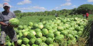 SE SOLICITAN PEONES/AS AGRÍCOLAS CON O SIN EXPERIENCIA (TRABAJO DE CAMPO, COSECHA Y EMPAQUE DE SANDÍA), 45 VACANTES. BUEN PAGO Peones Agrícolas Trabajo de Campo Cosecha y Empaque de Sandía Empleo sin experiencia en USA Agricultural Laborers Field Work Watermelon Harvesting and Packing Jobs without experience in the USA