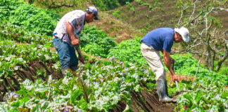 SE SOLICITAN PEONES/AS AGRÍCOLAS DE LUNES A VIERNES (POCA EXPERIENCIA), 3 VACANTES. REMUNERACIÓN COMPETITIVA Peones agrícolas trabajadores agricolas agricultural workes racgida de pistachos