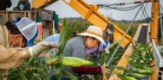 SE SOLICITAN 13 PEONES/AS AGRÍCOLAS (NO REQUIERE EXPERIENCIA PREVIA), COSECHA DE MAÍZ DULCE Y JUDÍAS VERDES. BUEN PAGO Peones/as Agrícolas Cosecha de Maíz Dulce y Judías Verdes Empleo en Virginia Empleo sin experiencia en USA Agricultural Laborers Employment without experience in the USA