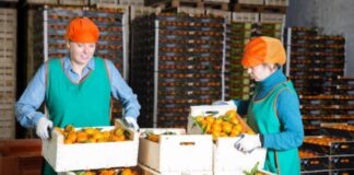 SE SOLICITA PERSONAL PARA ALMACÉN DE CÍTRICOS, TURNOS ROTATIVOS. BUEN SALARIO Y BENEFICIOS, VARIOS PUESTOS DISPONIBLES Personal para Almacén de Cítricos Encajadores Capaceadores Carretilleros en España Citrus Warehouse Staff Packers Capacitor Forklift drivers in Spain