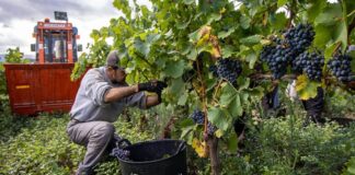 SE SOLICITA TRABAJADOR/A DE VIÑEDO (CON O SIN EXPERIENCIA), SE CAPACITARÁ. PAGO $17.40 POR HORA + ALOJAMIENTO Trabajador de Viñedo Empleo en Summerland Empleo en Columbia Británica Empleo sin experiencia en Canadá Vineyard Worker Jobs without experience in Canada