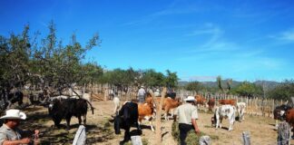 SE SOLICITAN 3 TRABAJADORES GENERALES DE RANCHO (POCA EXPERIENCIA), SALARIO APROX. $3200 AL MES + ALOJAMIENTO Trabajadores Generales de Rancho en USA Empleo en Glenwood Springs Empelo en Colorado General Ranch Workers in the USA Employment in Colorado