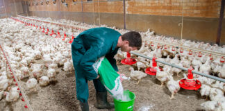 SE NECESITAN TRABAJADORES/AS PARA GRANJA AVÍCOLA (NO REQUIERE EXPERIENCIA, SE ENTRENARÁ), 4 VACANTES. PAGO $20.00 POR HORA Trabajadores de Granja Avícola en Ontario Trabajador de Granja Avícola en Canadá Poultry Farm Workers in Ontario Poultry Farm Worker in Canada Empleo sin experiencia