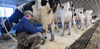 SE SOLICITAN 3 TRABAJADORES DE GRANJA LECHERA (HOMBRES Y MUJERES), POCA EXPERIENCIA. SALARIO APROX. HASTA $4128,00 AL MES + ALOJAMIENTO Trabajadores de Granja Lechera en Arthur empleo en Ontario Empleo en Empleado Para Rancho en Canadá Dairy Farm Workers in Arthur employment in Ontario Canada