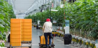 SE SOLICITAN TRABAJADORES/AS DE INVERNADERO (60 VACANTES), NO REQUIERE EXPERIENCIA. PAGO $17.20 POR HORA + BONOS, CONTRATO PERMANENTE Trabajadores de Invernadero Empleo en Ontario Empleo de Peón Agrícola en Canadá Productos de horticultura hidropónica Empleo sin experiencia en Canadá Greenhouse Workers Jobs in Ontario