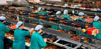 SE SOLICITAN OPERARIOS/AS DE ENVASADO DE FRUTAS (POCA EXPERIENCIA). BUEN SALARIO Y BENEFICIOS operarios de envasado de fruta en España empleo de envasador en España Empleo en Benifaió Empleo en Valencia fruit packaging operators in Spain jobs in Valencia