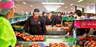 SE NECESITAN ENVASADORES DE FRUTAS Y HORTALIZAS (CON O SIN EXPERIENCIA), 20 VACANTES. SALARIO 1.323 € AL MES Envasadores de Frutas Envasadores Para Almacenes de Fruta envasador en España Envasadores de frutas Packers for Fruit Warehouses packer in Spain Fruit packers