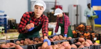 SE PRECISAN ENVASADORES/AS PARA EMPRESA DEL SECTOR HORTOFRUTÍCOLA (5 PUESTOS), INCORPORACIÓN INMEDIATA. BUEN SALARIO Envasadores en España Empresa del Sector Hortofrutícola en España empleo de envasador en España Empleo en Almería Packers in Spain Company in the Fruit and Vegetable Sector in Spain