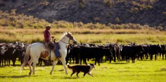 SE SOLICITA PASTOR DE GANADO VACUNO (40 HORAS SEMANALES), CONTRATO PERMANENTE. PAGO $25.00 POR HORA Pastor de Ganado Vacuno en Canadá, empleo en Picture Butte empleo en Alberta Cattle Herder in Canada, jobs in Picture Butte jobs in Alberta