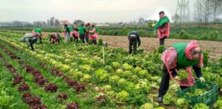 SE PRECISA PEÓN/A AGRÍCOLA PARA FINCA (CON O SIN EXPERIENCIA), TURNO DE MAÑANA. BUENA REMUNERACIÓN Peón Agrícola Para Finca en España Empleo en Cuevas Bajas Empleo en Málaga Empleo sin experiencia en España Agricultural Laborer for Farm in Spain Job in Málaga Job without experience in Spain