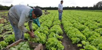 SE PRECISA PEÓN/A AGRÍCOLA (POCA EXPERIENCIA), CONTRATO ESTABLE. SALARIO 1410 € AL MES Peón/a Agrícola en España empleo en València Peón/a Agrícola en España Agricultural Laborer in Spain employment in Valencia Agricultural Laborer in Spain