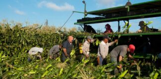 SE BUSCAN PEONES/AS AGRÍCOLAS PARA LABORES GENERALES (NO REQUIERE EXPERIENCIA, SE ENTRENARÁ), PAGO $17.20 POR HORA Peones Agrícolas Empleo en Ontario Peones Agrícolas en Canadá Empleo sin experiencia en Canadá Farm Laborers in Canada Jobs without experience in Canada