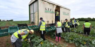 SE SOLICITAN 50 PEONES/AS AGRÍCOLAS PARA GRANJA DE FRUTAS (NO REQUIERE EXPERIENCIA, SE ENTRENARÁ), BUEN PAGO POR HORA Peones Agrícolas Para Granja de Frutas en Canadá empleo sin experiencia en Canadá Agricultural Laborers for Fruit Farm in Canada employment without experience in Canada