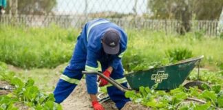 SE SOLICITAN PEONES AGRÍCOLAS Y JARDINEROS/AS (MÍNIMA EXPERIENCIA), 5 DÍAS A LA SEMANA. SALARIO COMPETITIVO Peones Agrícolas en España Jardineros/as en España Empleo en Casares Empleo en Málaga provincia Agricultural Laborers in Spain Gardeners in Spain