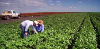 SE SOLICITAN 5 PEONES/AS AGRÍCOLAS (NO REQUIERE EXPERIENCIA PREVIA), 1ER TURNO. BUEN SUELDO, CONTRATO DE TEMPORADA Peones agricolas en Texas empleo en estados unidos Farm laborers in Texas employment in the United States