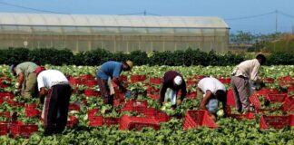 SE SOLICITAN PEONES/AS AGRÍCOLAS (NO REQUIERE EXPERIENCIA PREVIA), 4 VACANTES. 36 HORAS SEMANALES, BUEN PAGO Peones/as Agrícolas en USA Empleo en Texas Empleo sin experiencia en USA Empleo sin experiencia en USA Agricultural Laborers in the USA Jobs without experience