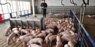 SE SOLICITA TRABAJADOR/A DE GRANERO (CON O SIN EXPERIENCIA), CRÍA DE CERDOS. SALARIO $3100 AL MES Trabajador de Granero empleo en Ontario empleo sin experiencia en Canadá Cría de Cerdos en Canadá Barn Worker job in Ontario Pig Farming in Canada
