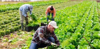 SE SOLICITAN TRABAJADORES AGRÍCOLAS (NO REQUIERE EXPERIENCIA, SE CAPACITARÁ), 5 VACANTES. PAGO $23.33 POR HORA Trabajadores Agrícolas en Canadá Empelo en Lethbridge Empelo en Alberta Empleo sin experiencia en Canadá Agricultural Workers in Canada