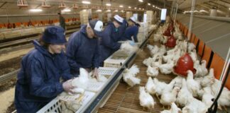 SE SOLICITAN 3 TRABAJADORES/AS DE GRANJA AVÍCOLA (NO REQUIERE EXPERIENCIA, SE ENTRENARÁ), SALARIO $3360 AL MES + ALOJAMIENTO Trabajadores de Granja Avícola en Canadá Empleo en Duncan Empleo en Columbia Británica Empleo sin experiencia en Canadá Poultry Farm Workers in Canada