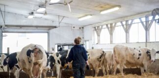 SE SOLICITAN TRABAJADORES DE GRANJA LECHERA (2 PUESTOS), NO REQUIERE EXPERIENCIA. PAGO $25.00 POR HORA Trabajadores de Granja Lechera en Canadá Outlook Saskatchewan Empleo sin experiencia en Canadá Dairy Farm Workers in Canada Jobs without experience in Canada