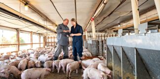 SE SOLICITAN TRABAJADORES/AS DE GRANJA PORCINA (5 PUESTOS), NO REQUIERE EXPERIENCIA. SALARIO HASTA $4440,00 AL MES + ALOJAMIENTO Y BENEFICIOS Trabajadores de Granja Porcina en Canadá Empleo en Manitoba Empleo sin experiencia en Canadá Pig Farm Workers in Canada Jobs in Manitoba Jobs without experience in Canada
