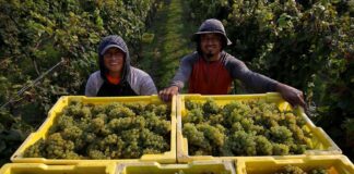SE SOLICITAN 16 TRABAJADORES DE VIÑEDO (UVAS DE VINO), NO REQUIERE EXPERIENCIA, SE CAPACITARÁ. PAGO $19.97 POR HORA Trabajadores de Viñedo Uvas de Vino Trabajadores de Viñedo en USA empleo en California empleo sin experiencia en USA Vineyard Workers Wine Grapes Vineyard Workers in the USA