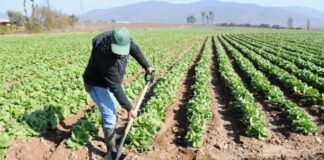 SE SOLICITAN PEONES/AS AGRÍCOLAS (20 VACANTES), CONTRATO POR TIEMPO INDEFINIDO. SALARIO 1.323 € AL MES Agrícolas Empleo en Baix Llobregat Empleo en Barcelona peones agrícolas en España Agricultural Employment in Baix Llobregat Employment in Barcelona agricultural laborers in Spain