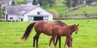 SE SOLICITAN AYUDANTES PARA RANCHO DE CABALLOS (12 VACANTES), 40 HORAS SEMANALES. PAGO $28.00 POR HORA Ayudantes Para Rancho de Caballos Preparadores de Caballos caballos de salto de nivel internacional empleo en Nueva York Horse Ranch Helpers Horse Trainers International Level Jumping Horses