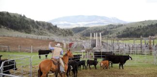 SE SOLICITAN AYUDANTES DE RANCHO (NO REQUIERE EXPERIENCIA, LABORES MIXTAS AGRÍCOLAS Y GANADERAS), 5 VACANTES. BUEN PAGO POR HORA Ayudantes de Rancho Empleo en Stevensville Empleo en Montana Ayudantes de Rancho en USA Empleo sin experiencia en USA Ranch Helpers Jobs in Stevensville Jobs in Montana