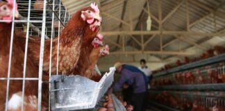 SE SOLICITA OPERARIO DE GRANJA AVÍCOLA (HOMBRE O MUJER), POCA EXPERIENCIA. TRABAJO ESTABLE, BUEN SALARIO Operario de Granja Avícola empleo en Grecia empleo en Alajuela empleo de peón en Costa Rica Poultry Farm Operator employment in Costa Rica