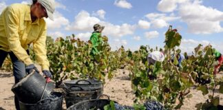 SE NECESITA PEÓN/A AGRÍCOLA PARA VIÑEDO (POCA EXPERIENCIA), 40 HORAS SEMANALES. BUEN SALARIO Y BENEFICIOS Peón Agrícola Para Viñedo en España Viñedo en Gumiel De Izan Empleo en Burgos Agricultural Worker for Vineyard in Spain Vineyard in Burgos