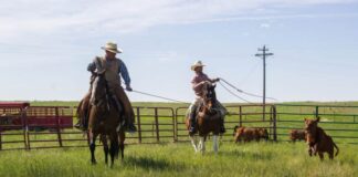 SE SOLICITAN 3 AYUDANTES DE RANCHO (NO REQUIERE EXPERIENCIA), 40 HORAS SEMANALES. BUEN PAGO POR HORA Peones de Rancho en Texas empleo sin experiencia en USA empleo en Texas Ranch hands in Texas job without experience in USA job in Texas