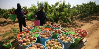 SE SOLICITAN TRABAJADORES AGRÍCOLAS (COSECHA DE DURAZNOS Y MANZANAS), 50 VACANTES. BUEN PAGO POR HORA Trabajadores Agrícolas Cosecha de Duraznos y Manzanas en USA Empleo en Woodbury Empleo en Georgia Farm Workers Harvesting Peaches and Apples in USA Jobs in Woodbury Jobs in Georgia
