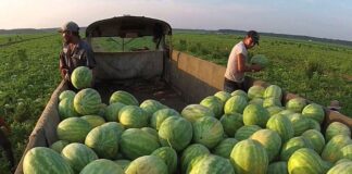 SE SOLICITAN TRABAJADORES/AS AGRÍCOLAS (TRABAJO DE CAMPO, COSECHA Y EMPAQUE DE SANDÍA), NO REQUIERE EXPERIENCIA. BUEN PAGO POR HORA Trabajadores Agrícolas en USA Trabajo de Campo en USA Cosecha de Sandia en USA Empaque de Sandía en USA Empleo sin experiencia en USA Empleo en Florida Agricultural Workers in the USA