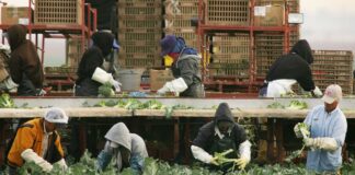 SE SOLICITAN TRABAJADORES/AS GENERALES DE GRANJA (CON O SIN EXPERIENCIA), 2 VACANTES. PAGO $23.33 POR HORA Trabajadores Generales de Granja en Alberta Empleo de Peón Agrícola en Canadá empleo sin experiencia en Canadá General Farm Workers in Canada