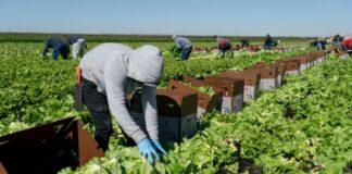 SE SOLICITAN 12 TRABAJADORES DE CAMPO (COSECHA DE APIO, LECHUGA, ACELGA, COL RIZADA), TURNO DE MAÑANA. BUEN PAGO POR HORA Trabajadores de Campo cosecha de apio lechuga acelga col rizada empleo en Oxnard empleo en California Field Workers Harvest Celery Lettuce Swiss Chard Kale