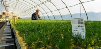 SE NECESITAN 30 TRABAJADORES DE VIVERO (HOMBRES Y MUJERES), POCA EXPERIENCIA. SALARIO $ 3172 AL MES Trabajadores de Vivero en USA Trabajador En Vivero De Plantas Especializados Empleo en McMinnville Empleo en Oregón Nursery Workers in USA Specialty Plant Nursery Worker