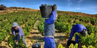 SE SOLICITA PERSONAL PARA TRABAJO DE CAMPO EN VIÑEDOS (CULTIVO Y RECOLECCIÓN DE UVAS), CON O SIN EXPERIENCIA. BUEN PAGO + ALOJAMIENTO Viñedos Cultivo y Recolección de Uvas Empleo en Alicante empleo sin experiencia en España Personnel for Vineyards Cultivation and Harvesting of Grapes