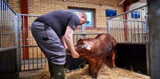 SE SOLICITAN 20 AYUDANTES PARA GRANJA DE CERDOS (MÍNIMA EXPERIENCIA), TURNO DE MAÑANA. BUEN PAGO POR HORA Ayudantes Para Granja de Cerdos en USA empleado para granja en Estados Unidos empleo en Iowa Pig Farm Helpers in the USA