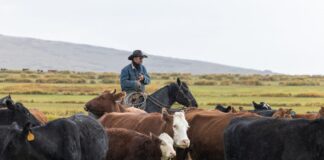 SE NECESITAN 2 AYUDANTES DE RANCHO GANADERO (NO REQUIERE EXPERIENCIA), 5 DÍAS A LA SEMANA. SALARIO $2540,8 POR MES Ayudantes de Rancho Ganadero en Estados Unidos empleo en Kentucky empleo sin experiencia en USA Ranch Helpers in the United States, jobs in Kentucky, jobs without experience in the USA