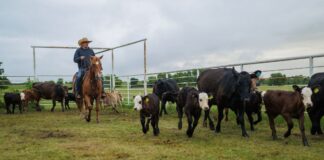 SE SOLICITAN AYUDANTES DE RANCHO CON O SIN EXPERIENCIA (7 VACANTES). 40 HORAS SEMANALES, BUEN PAGO POR HORA Ayudantes de Rancho de ganado en Wyoming Empleo sin experiencia en Estados Unidos Ranch Helpers in Wyoming - No Experience Jobs in the United States
