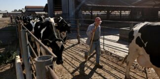 SE SOLICITAN AYUDANTES DE RANCHO (10 PUESTOS), NO SE REQUIERE EXPERIENCIA PREVIA; SE VALORAN LAS GANAS DE APRENDER Ayudantes de Rancho en USA empleo en Longmont empleo en Colorado Ranch Helpers in USA jobs in Longmont jobs in Colorado
