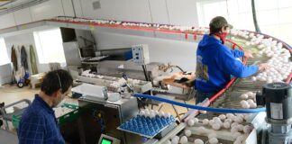 SE SOLICITAN EMPACADORES/AS CON O SIN EXPERIENCIA (EMPAQUE DE HUEVOS), BUEN PAGO Y BENEFICIOS Empacadores de Huevos Empacadores en Canadá Empleo Sin Experiencia en Canadá Egg Packers in Canada Jobs Without Experience in Canada