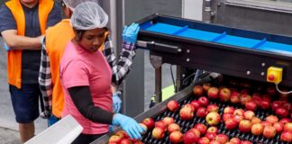 SE SOLICITAN MANIPULADORES/AS – ENVASADORES/AS DE PRODUCTOS HORTOFRUTÍCOLAS (MÍNIMA EXPERIENCIA), BUEN SALARIO Manipuladores de Productos Hortofrutícolas Envasadores de Productos Hortofrutícolas Empleo en Murcia Handlers and Packers Jobs in Murcia job for packers in Spain
