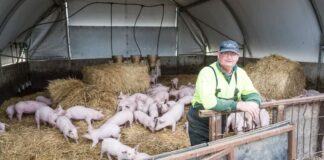 SE SOLICITAN OPERARIOS/AS DE GRANJA PORCINA (EXPERIENCIA MÍNIMA), 2 VACANTES. SALARIO HASTA 1.800 € MENSUAL Operarios de Granja Porcina Granja de cerdos en España empleo en Lleida Pig Farm Workers Pig farm in Spain employment in Lleida